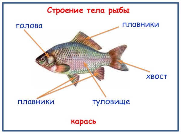 Строение рыбы