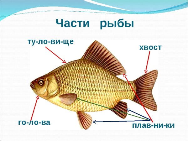 Части тела рыбы