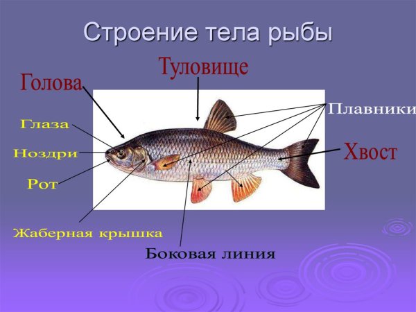 Части тела рыбы