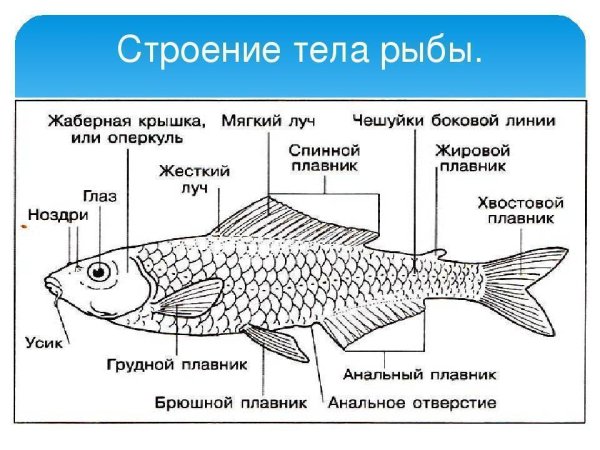 Схема внешнего строения рыбы