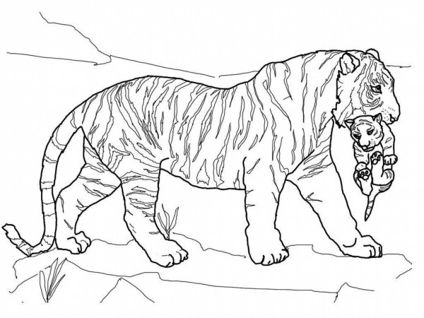 Раскраски волшебные тигры (46 фото)