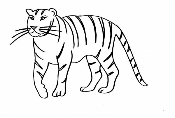 Тигр. Раскраска