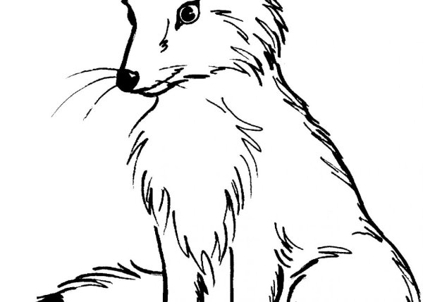 Fox outline