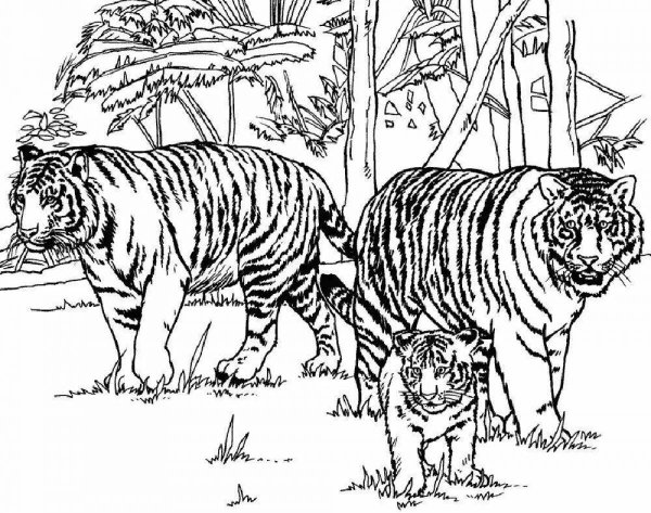 Раскраски порода тигров (46 фото)