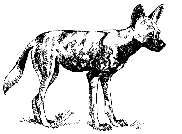Гиеновая собака (Lycaon pictus),
