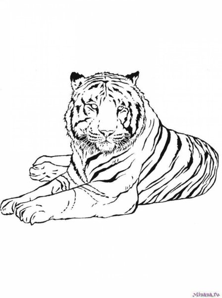 Амурский тигр раскраска