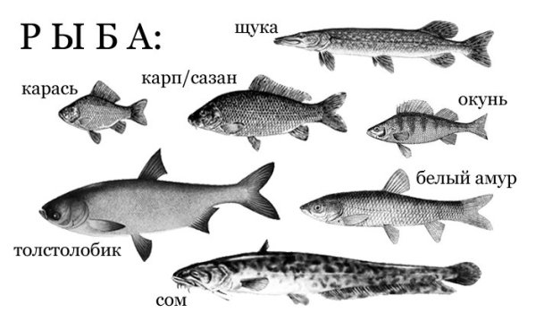 Раскраска Пресноводные рыбы с названиями