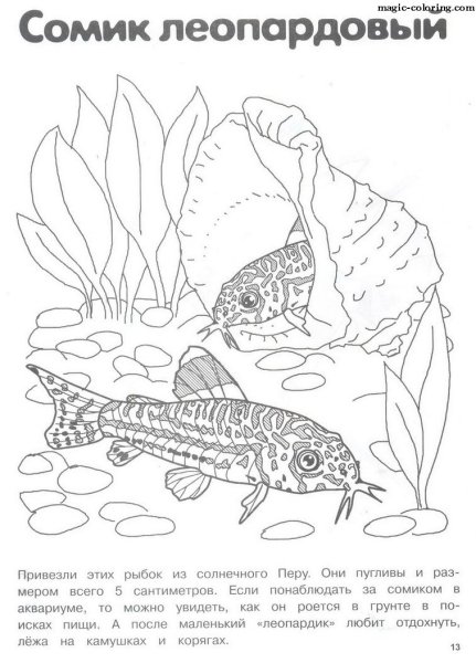 Раскраски пресноводные рыбы с названиями (38 фото)