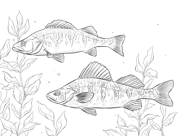 Раскраски пресноводных рыб (33 фото)