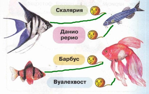 Рыбы Скалярия данио рерио Барбус вуалехвост