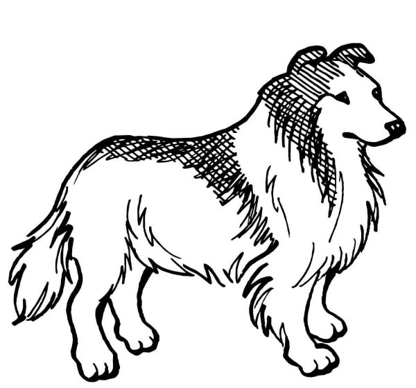 Сенбернар раскраска