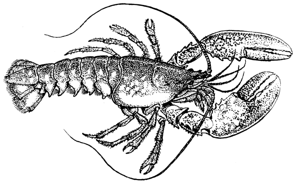 Зарисовки ракообразных