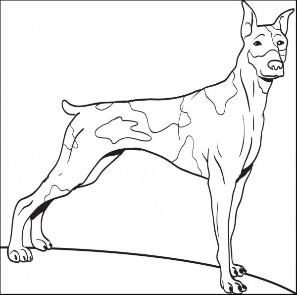 Раскраски реалистичная собака (46 фото)