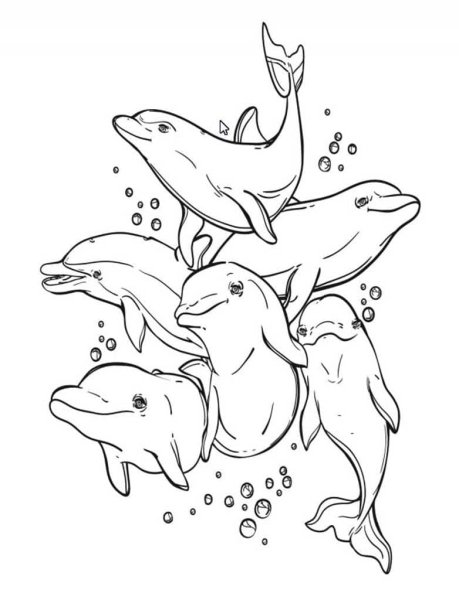 раскраски Дельфины и другие морские млекопитающие