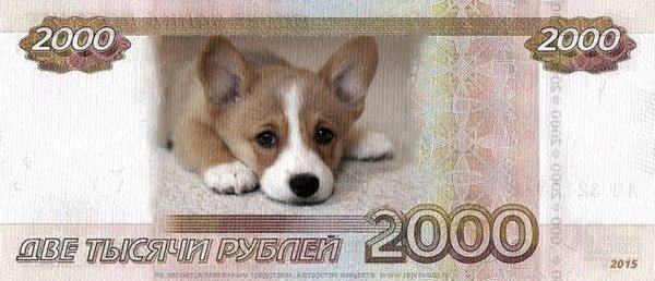 Собака с деньгами