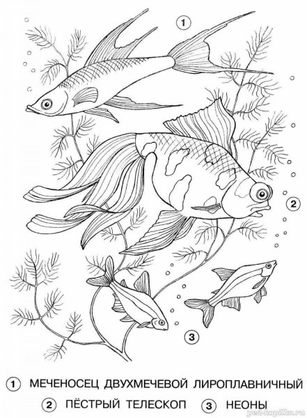 Раскраски речных рыб с названиями (38 фото)