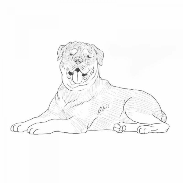 Раскраски ротвейлер собака (44 фото)