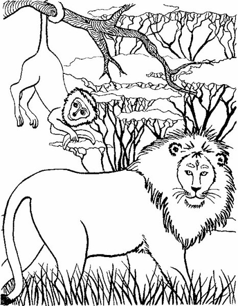 Раскраски дикий лев (45 фото)