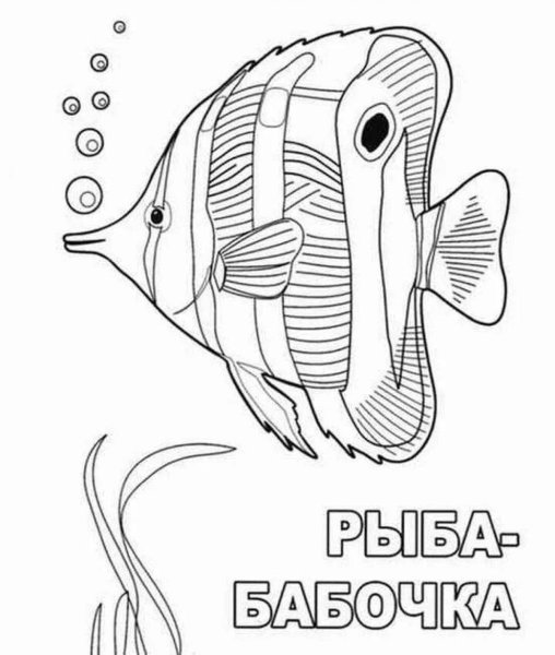 Морские рыбы раскраска