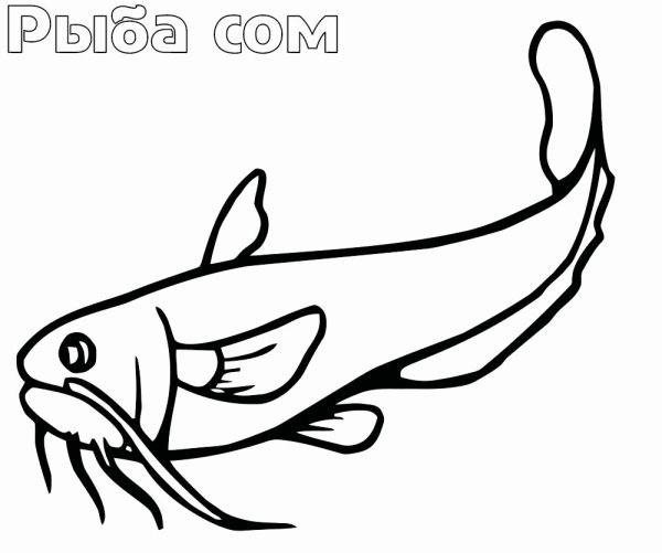 Речные рыбы раскраска