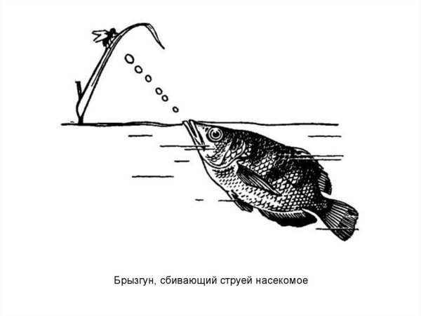 Строение рыбы - брызгуна