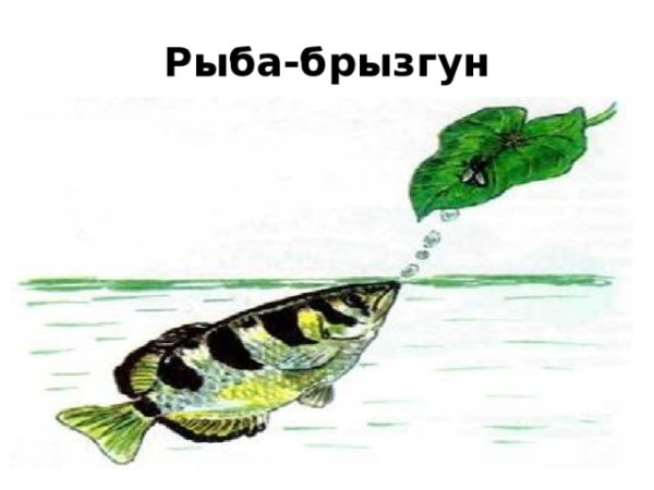 Брызгун рыбка раскраска