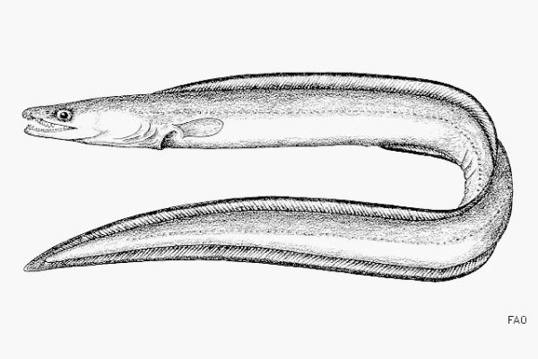 Muraenesox cinereus