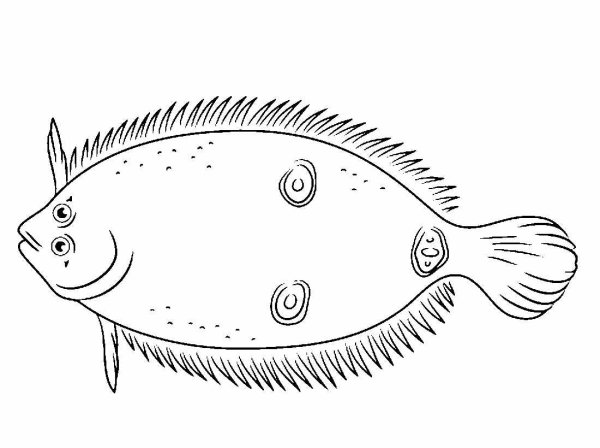 Морские рыбы камбала раскраски