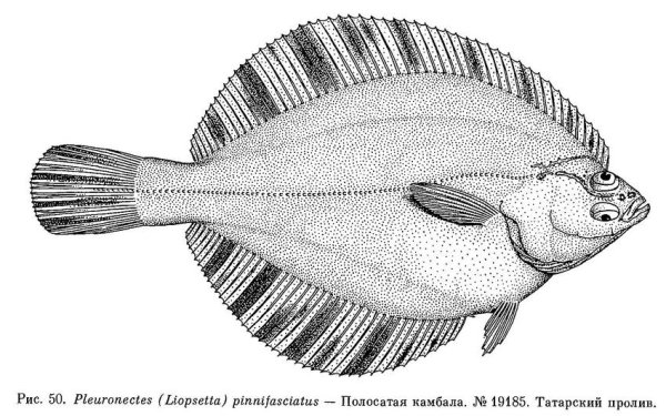 Полярная камбала Liopsetta glacialis