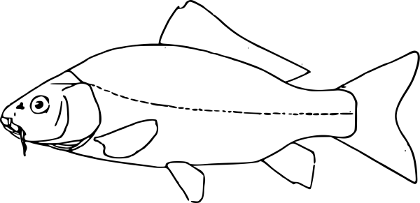 Лещ раскраска