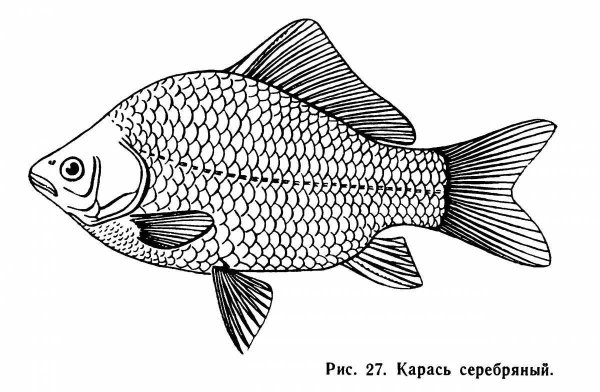 Раскраска рыбы речные карась