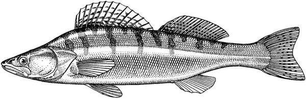 Рыба судак: особенности, виды, описание