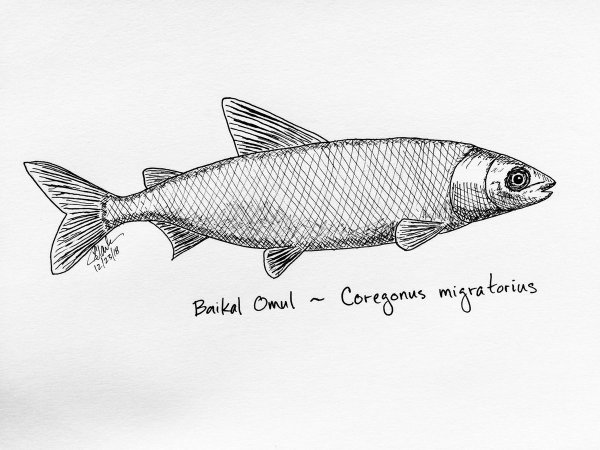 Coregonus migratorius