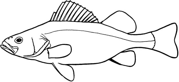 Romanichthys valsanicola