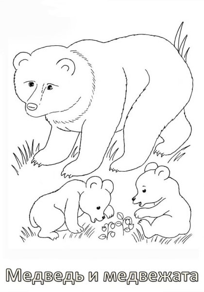Векторы по запросу Страницы раскрашивания животных медведь
