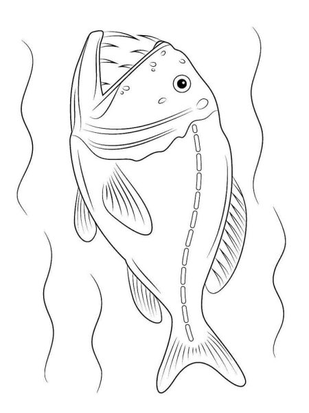 Морские рыбы раскраска