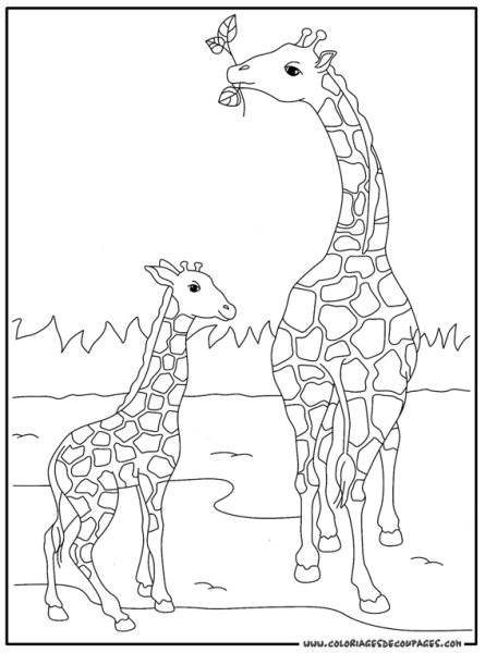 Раскраски жираф и лев (39 фото)