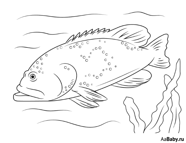 Морской окунь раскраска