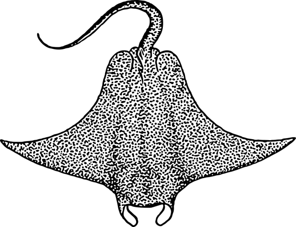 Электрический Скат