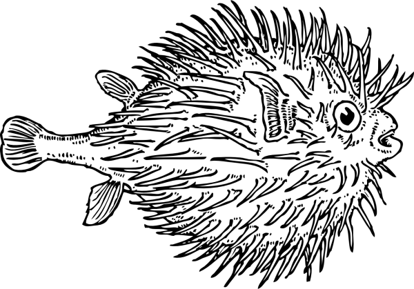 Рыба еж