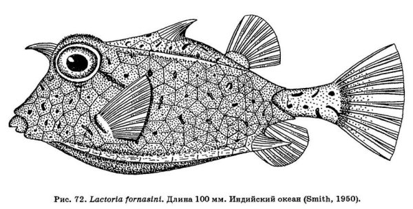 Рыба рогатый кузовок раскраска