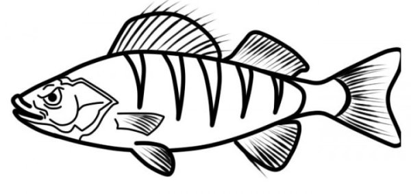 Раскраски рыба судак (41 фото)