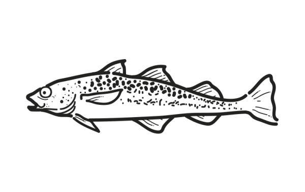 Alaska Pollock Theragra chalcogramma
