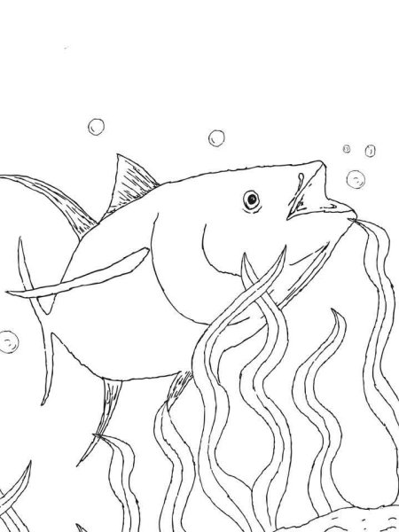 Tuna Fish Color