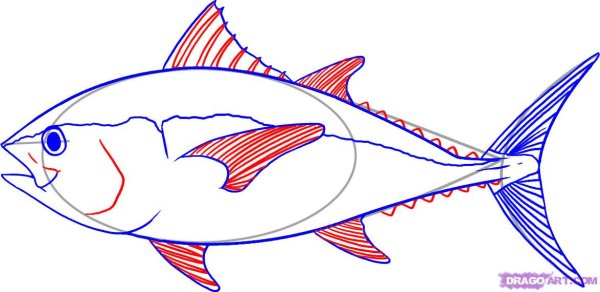 Морские рыбы для срисовки