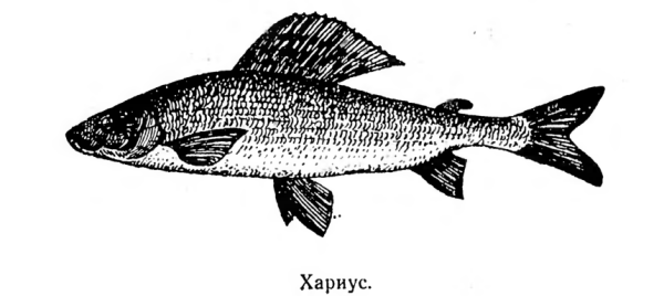 Хариус раскраска