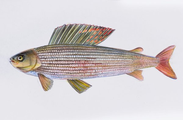 Сибирский хариус - Thymallus arcticus