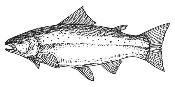 Раскраски рыба хариус (39 фото)
