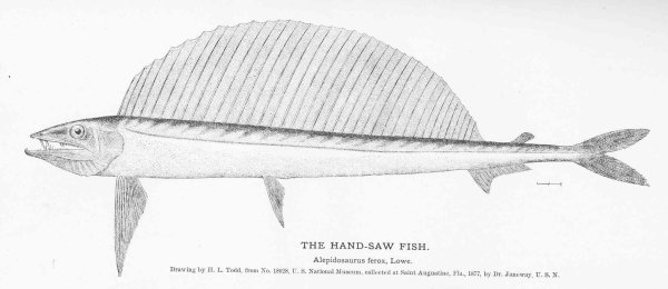 Alepisaurus brevirostris