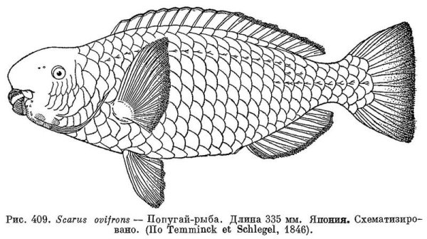 Раскраска рыбка попугай